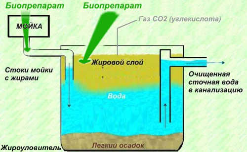 Принцип действия биопрепарата Bionex Grease WT